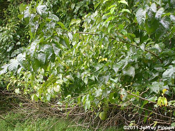 Osage Orange (Maclura pomifera)