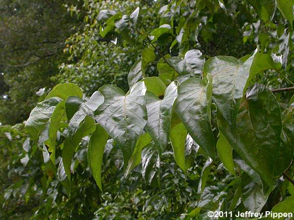 Osage Orange (Maclura pomifera)