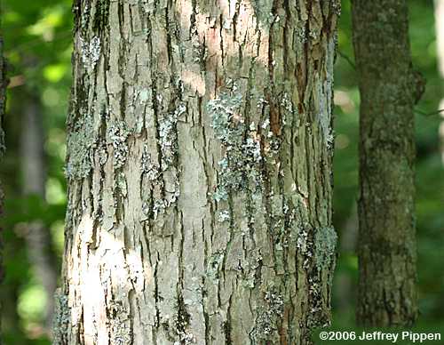 Cucumber Tree (Magnolia acuminata)