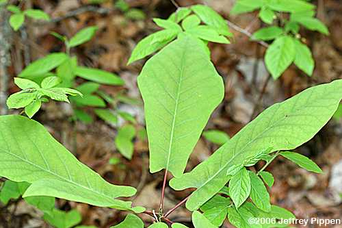 Fraser Magnolia (Magnolia fraseri)