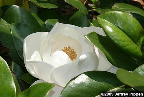 Southern Magnolia, Bull-bay (Magnolia grandiflora)