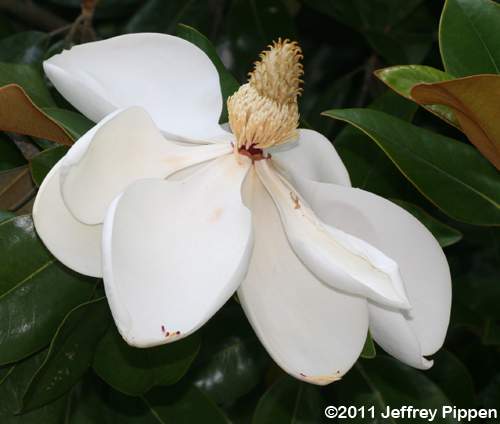 Southern Magnolia, Bull-bay (Magnolia grandiflora)