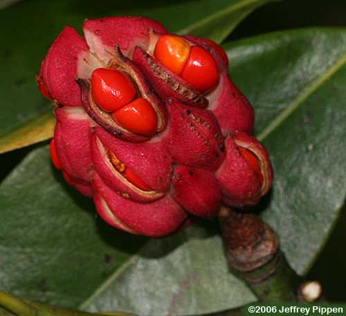Sweetbay (Magnolia virginana)