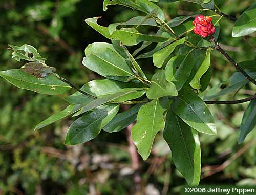 Sweetbay (Magnolia virginana)