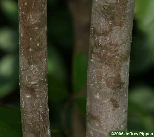Sweetbay (Magnolia virginana)