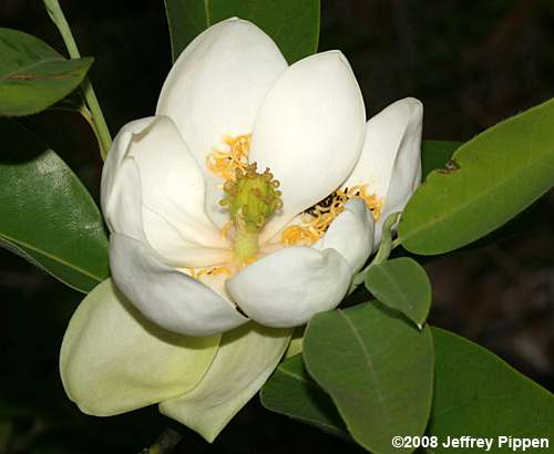 Sweetbay (Magnolia virginana)