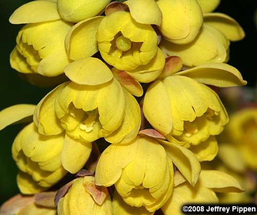 Leatherleaf Mahonia (Mahonia bealei)