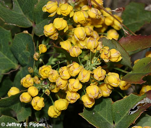 Creeping Barberry (Mahonia repens)