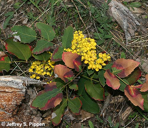 Creeping Barberry (Mahonia repens)