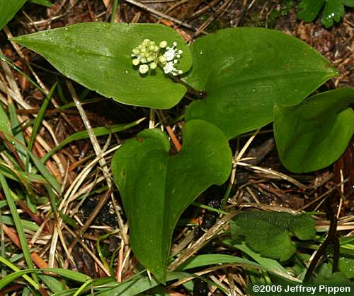 Canada Mayflower, False Lily of the Valley (Maianthemum canadense)
