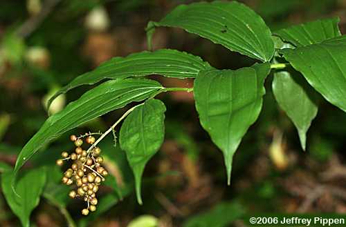 False Solomon's Seal (Smilacina racemosa)