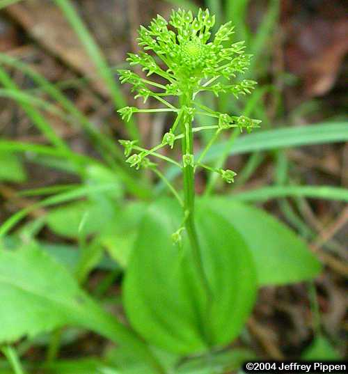 Green Adders-mouth Orchid (Malaxis unifolia)