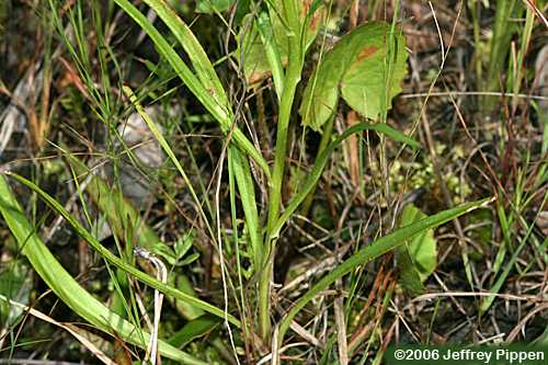 Grassleaf Barbara's-buttons (Marshallia graminifolia)
