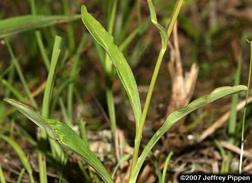 Spoonshape Barbara's Buttons, Spoonleaf Barbara's Buttons (Marshallia obovata)