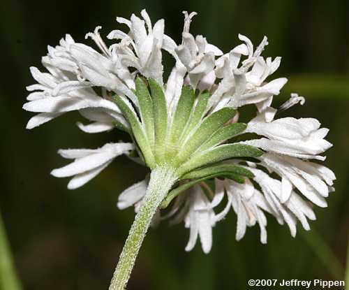 Spoonshape Barbara's Buttons, Spoonleaf Barbara's Buttons (Marshallia obovata)