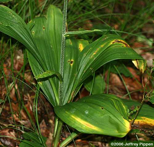 Mountain Bunchflower, Appalachian Bunchflower (Veratrum parviflorum, Melanthium parviflorum)