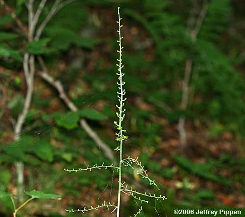 Mountain Bunchflower, Appalachian Bunchflower (Veratrum parviflorum, Melanthium parviflorum)