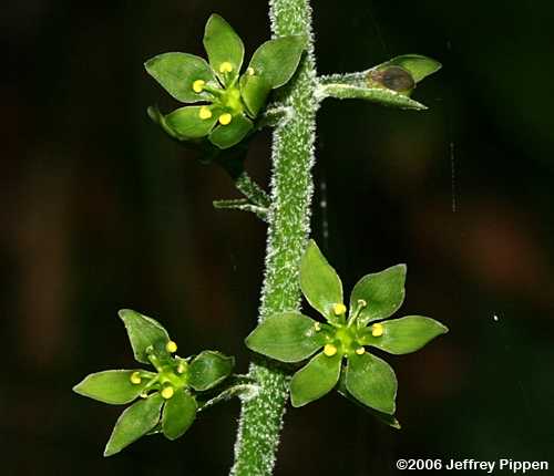 Mountain Bunchflower, Appalachian Bunchflower (Veratrum parviflorum, Melanthium parviflorum)