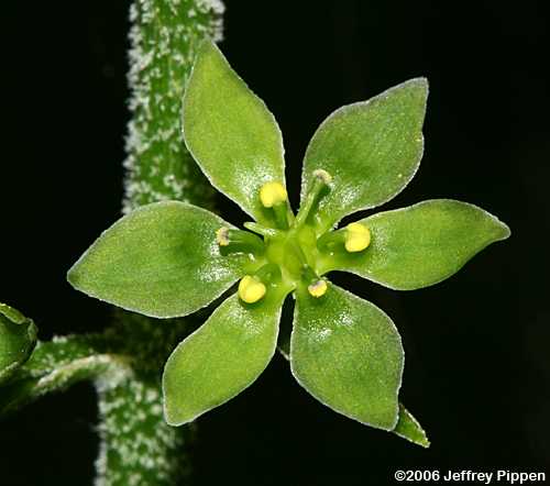 Mountain Bunchflower, Appalachian Bunchflower (Veratrum parviflorum, Melanthium parviflorum)