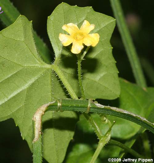 Creeping Cucumber, Melonette (Melothria pendula)