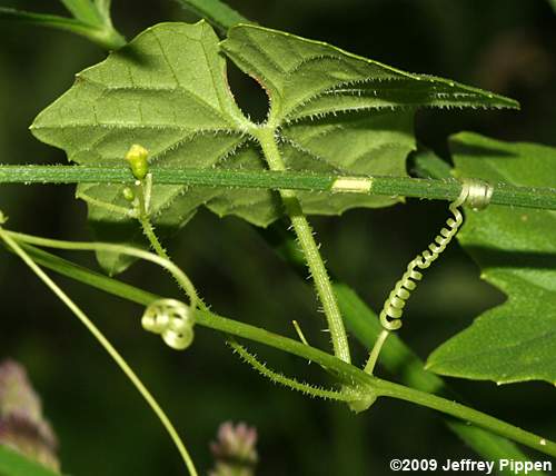 Creeping Cucumber, Melonette (Melothria pendula)