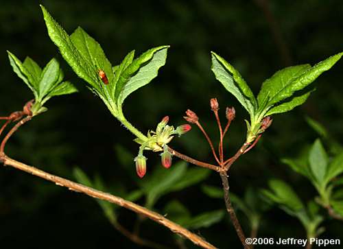Minniebush (Menziesia pilosa)