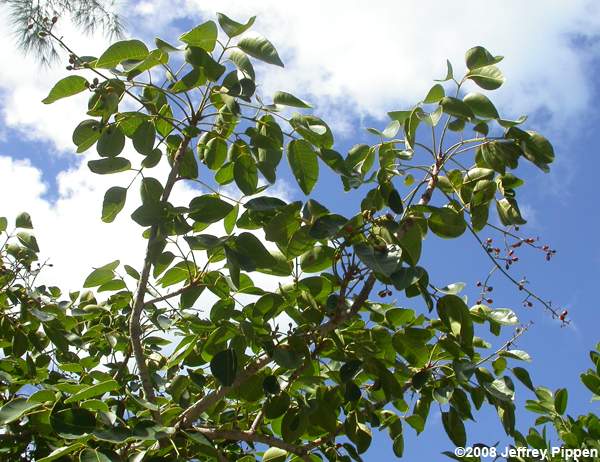Poisonwood, Florida Poisontree (Metopium toxiferum)