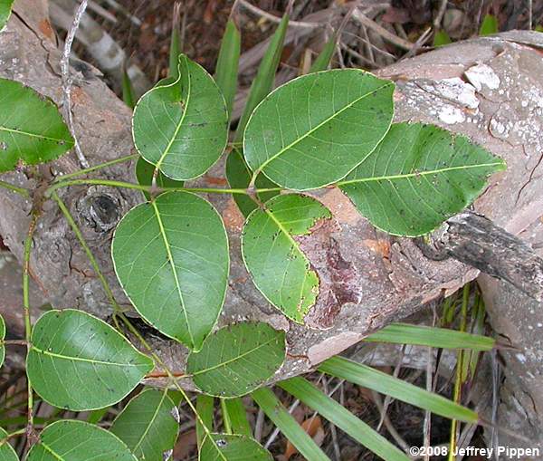 Poisonwood, Florida Poisontree (Metopium toxiferum)