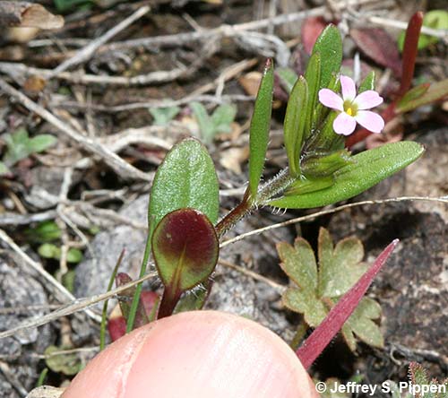 Slender Phlox (Microsteris gracilis)