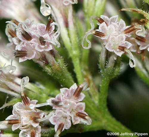 Climbing Hempweed, Climbing Hempvine, Climbing Boneset (Mikania scandens)