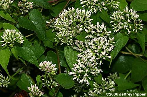 Climbing Hempweed, Climbing Hempvine, Climbing Boneset (Mikania scandens)