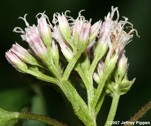 Climbing Hempweed, Climbing Hempvine, Climbing Boneset (Mikania scandens)