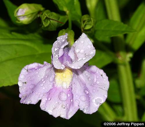 Alleghany Monkey Flower, Squarestem Monkey Flower (Mimulus ringens)