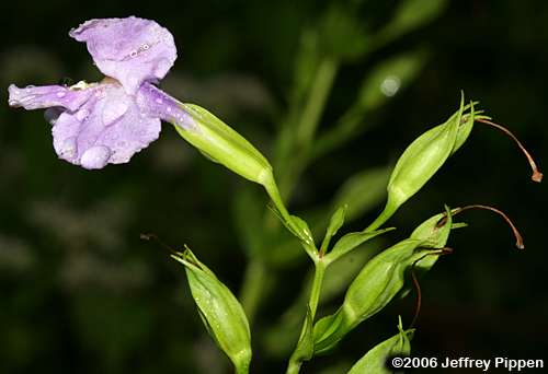 Alleghany Monkey Flower, Squarestem Monkey Flower (Mimulus ringens)