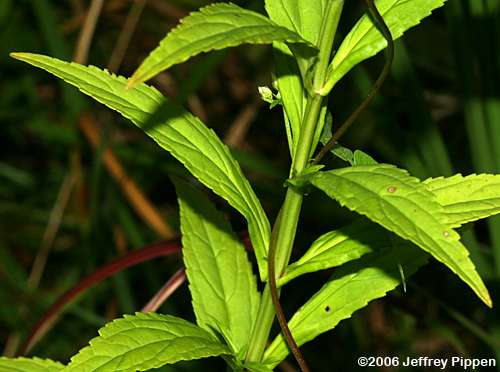 Alleghany Monkey Flower, Squarestem Monkey Flower (Mimulus ringens)