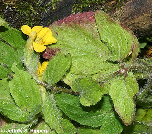 Seep Monkeyflower, Common Yellow Monkeyflower (Mimulus guttatus)