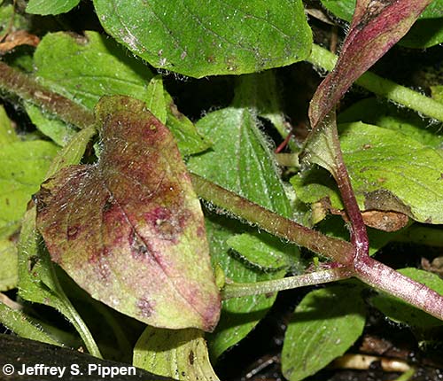 Seep Monkeyflower, Common Yellow Monkeyflower (Mimulus guttatus)