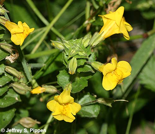 Seep Monkeyflower, Common Yellow Monkeyflower (Mimulus guttatus)