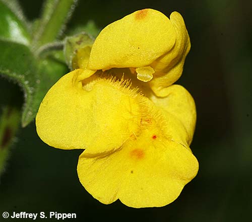 Seep Monkeyflower, Common Yellow Monkeyflower (Mimulus guttatus)