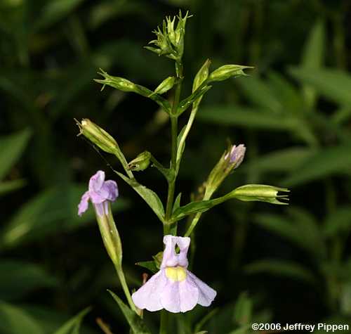 Alleghany Monkey Flower, Squarestem Monkey Flower (Mimulus ringens)