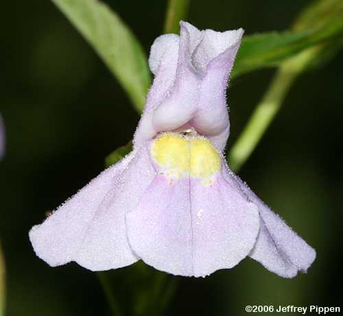Alleghany Monkey Flower, Squarestem Monkey Flower (Mimulus ringens)