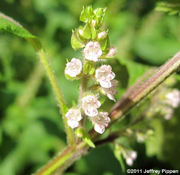 Beefsteak Plant (Perilla frutescens)