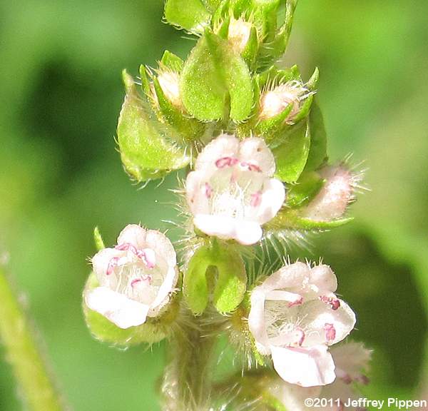 Beefsteak Plant (Perilla frutescens)