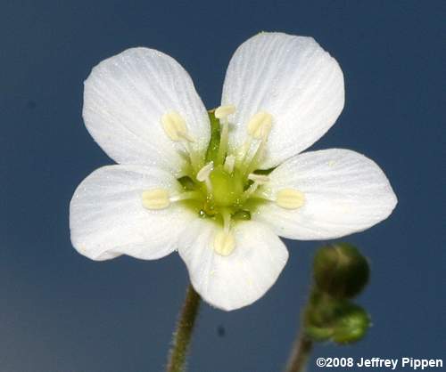 Pine Barren Stitchwort, Carolina Sandwort (Minuartia caroliniana, Arenaria caroliniana)