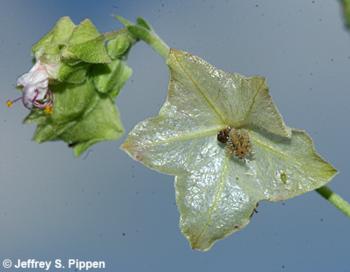 White Four-O'clock (Mirabilis albida)