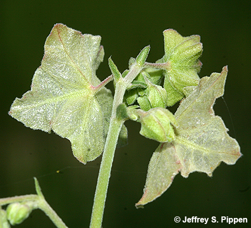 White Four-O'clock (Mirabilis albida)