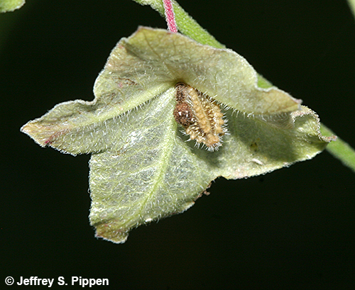 White Four-O'clock (Mirabilis albida)