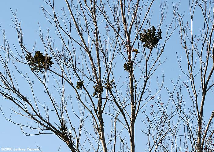 Oak Mistletoe (Phoradendron leucarpum)