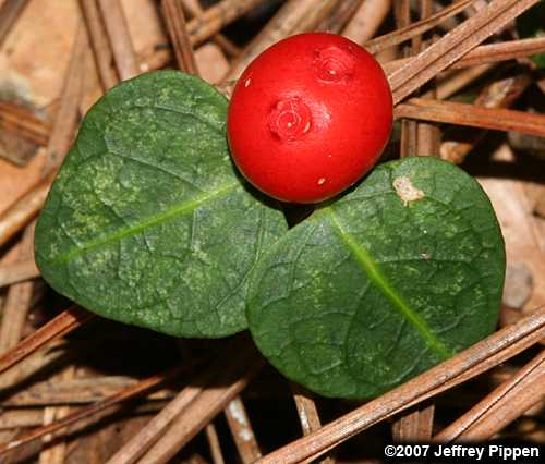 Partridgeberry (Mitchella repens)