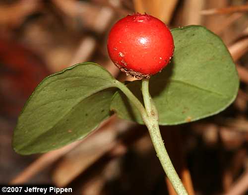 Partridgeberry (Mitchella repens)